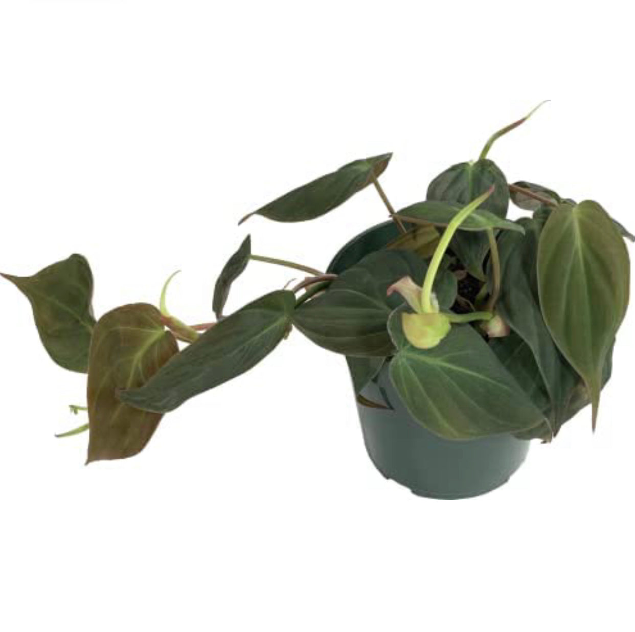 Philodendron Micans (Velvet Leaf Philodendron) Live Indoor Houseplant, 4” Nursery Pot