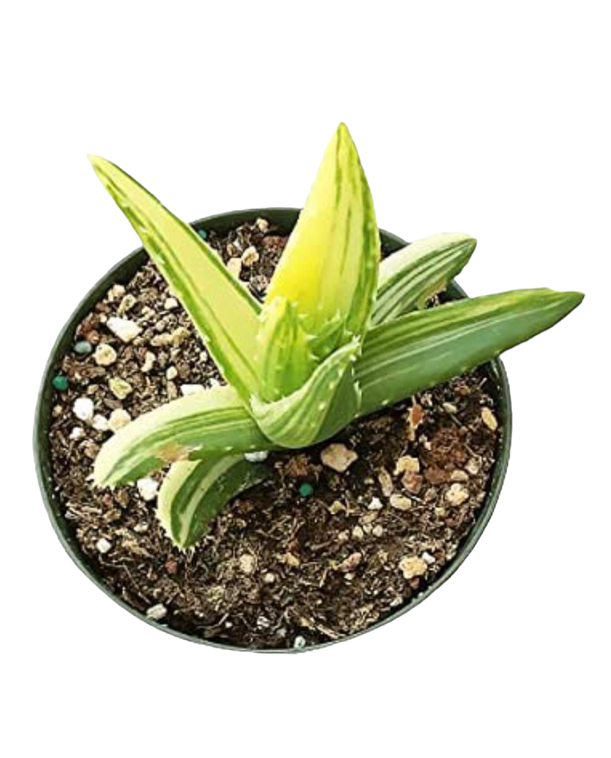 Variegated Aloe Plants Rare Succulent (4 inch)