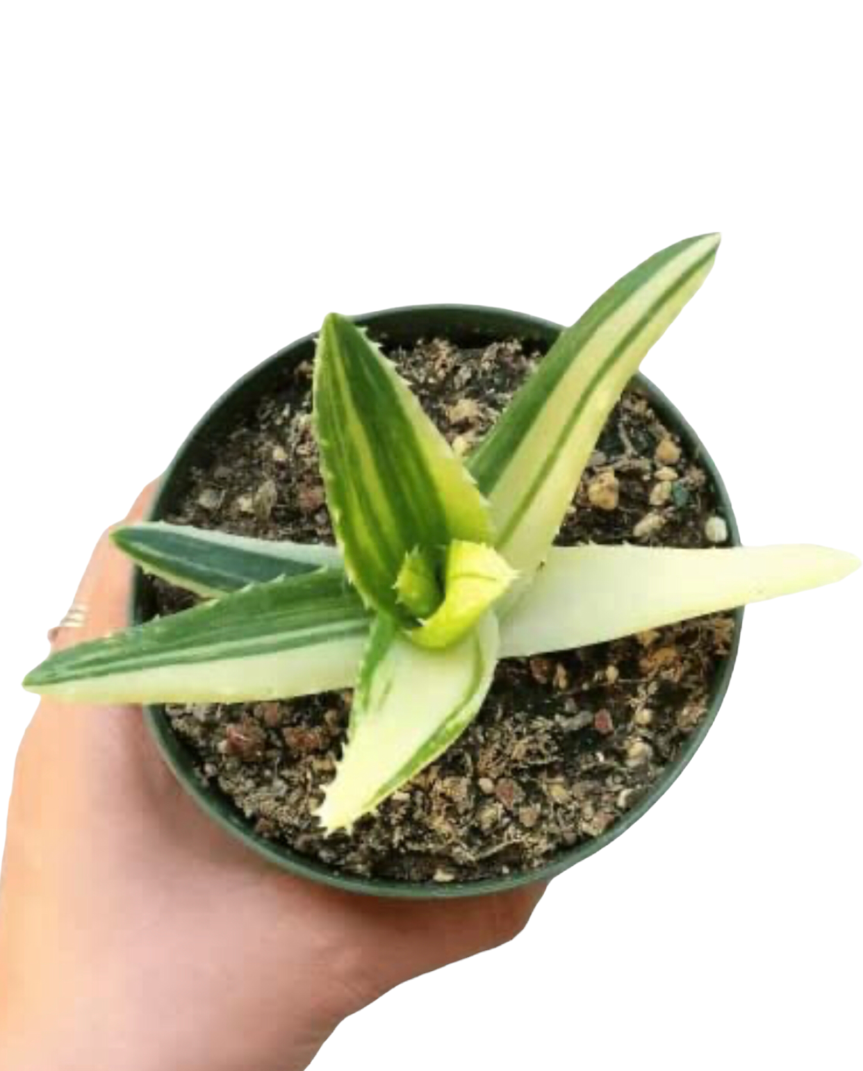 Variegated Aloe Plants Rare Succulent (4 inch)