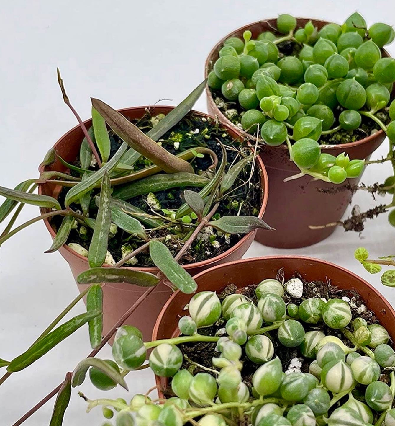 Set of 5: Set, Variegated String of Pearls, Turtles, Hearts, and Needles, Premium Collection, in 2 inch pots