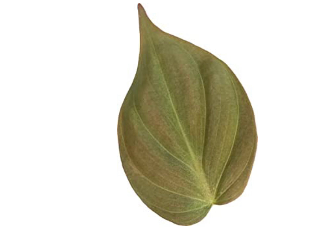 Philodendron Micans (Velvet Leaf Philodendron) Live Indoor Houseplant, 4” Nursery Pot