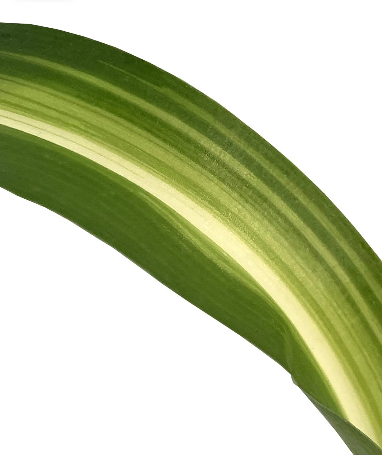 Curly Spider Plant (Chlorophytum comosum Bonnie) Live Indoor Houseplant, 4” Nursery Pot