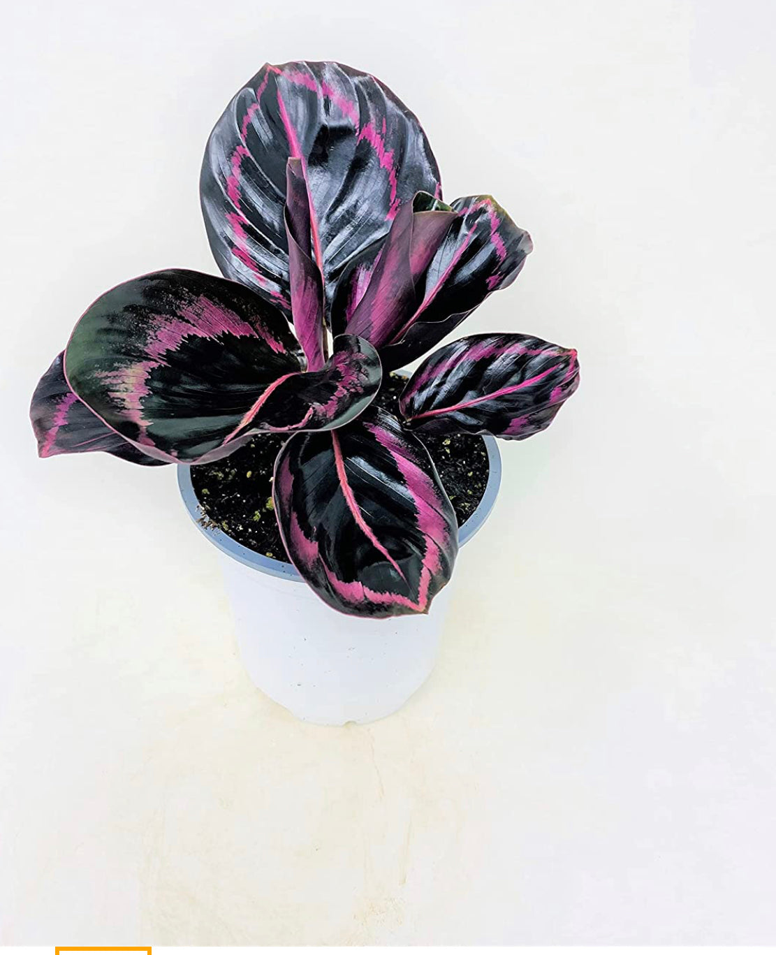 Calathea Dottie - Easy to Care houseplant- 4” Pot