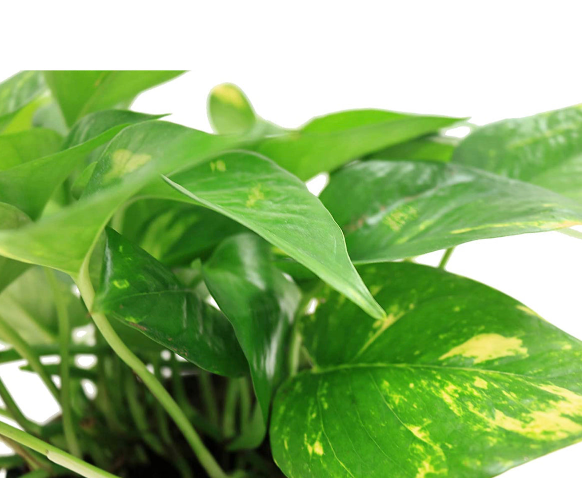 Devil's Ivy Golden Pothos Live Indoor Plant 10-Inches Tall, Grower's Pot