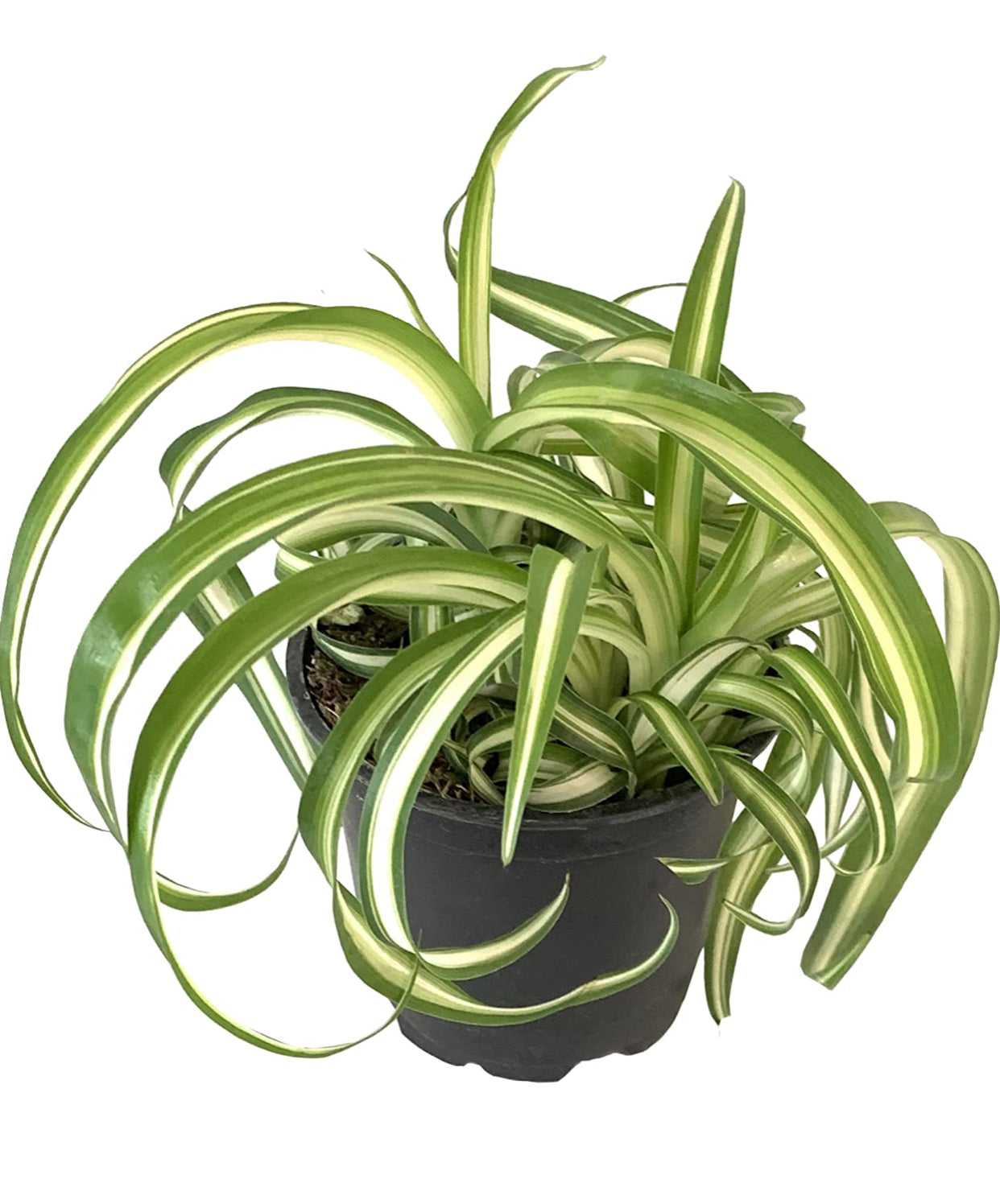 Curly Spider Plant (Chlorophytum comosum Bonnie) Live Indoor Houseplant, 4” Nursery Pot