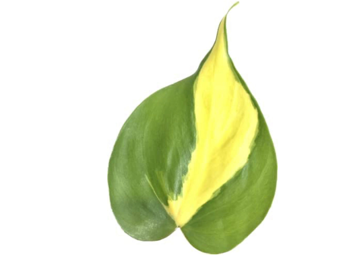 Philodendron Brasil (Philodendron hederaceum) Live Indoor Houseplant, 4” Nursery Pot