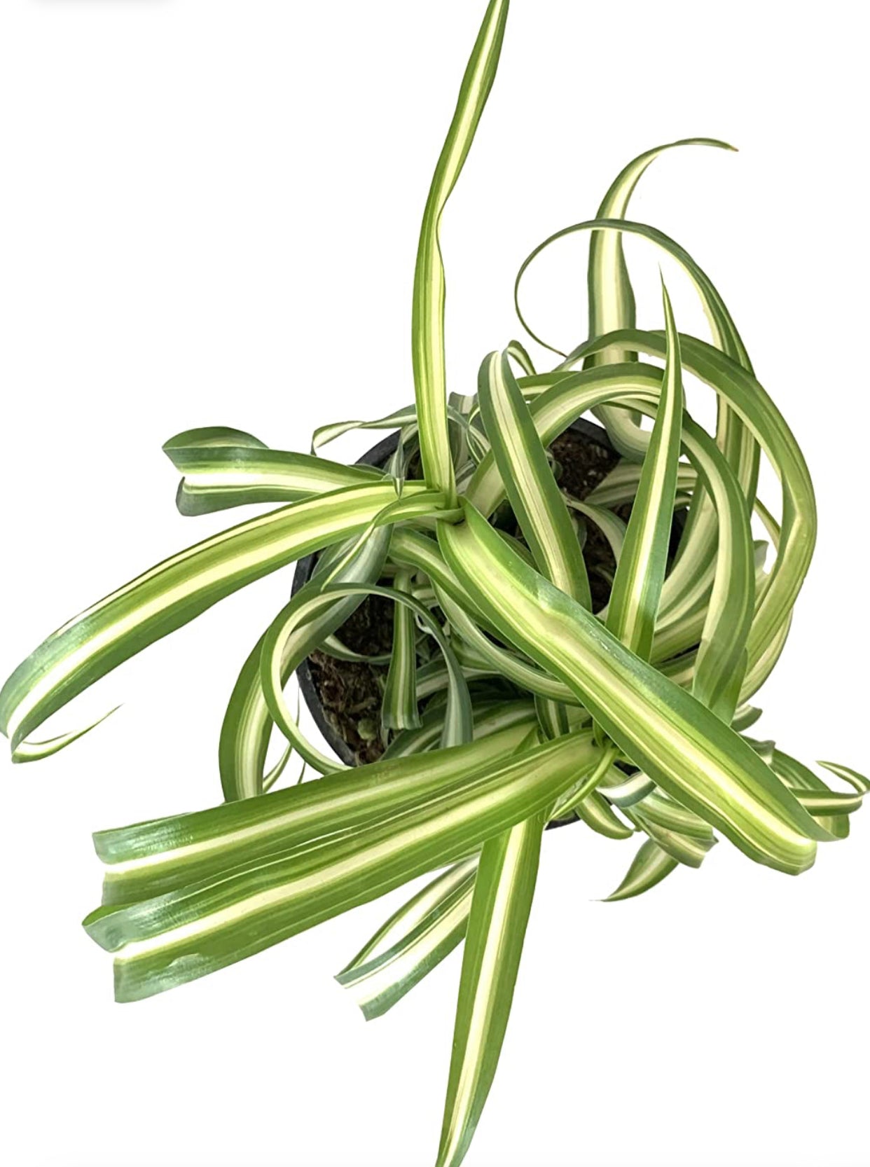 Curly Spider Plant (Chlorophytum comosum Bonnie) Live Indoor Houseplant, 4” Nursery Pot