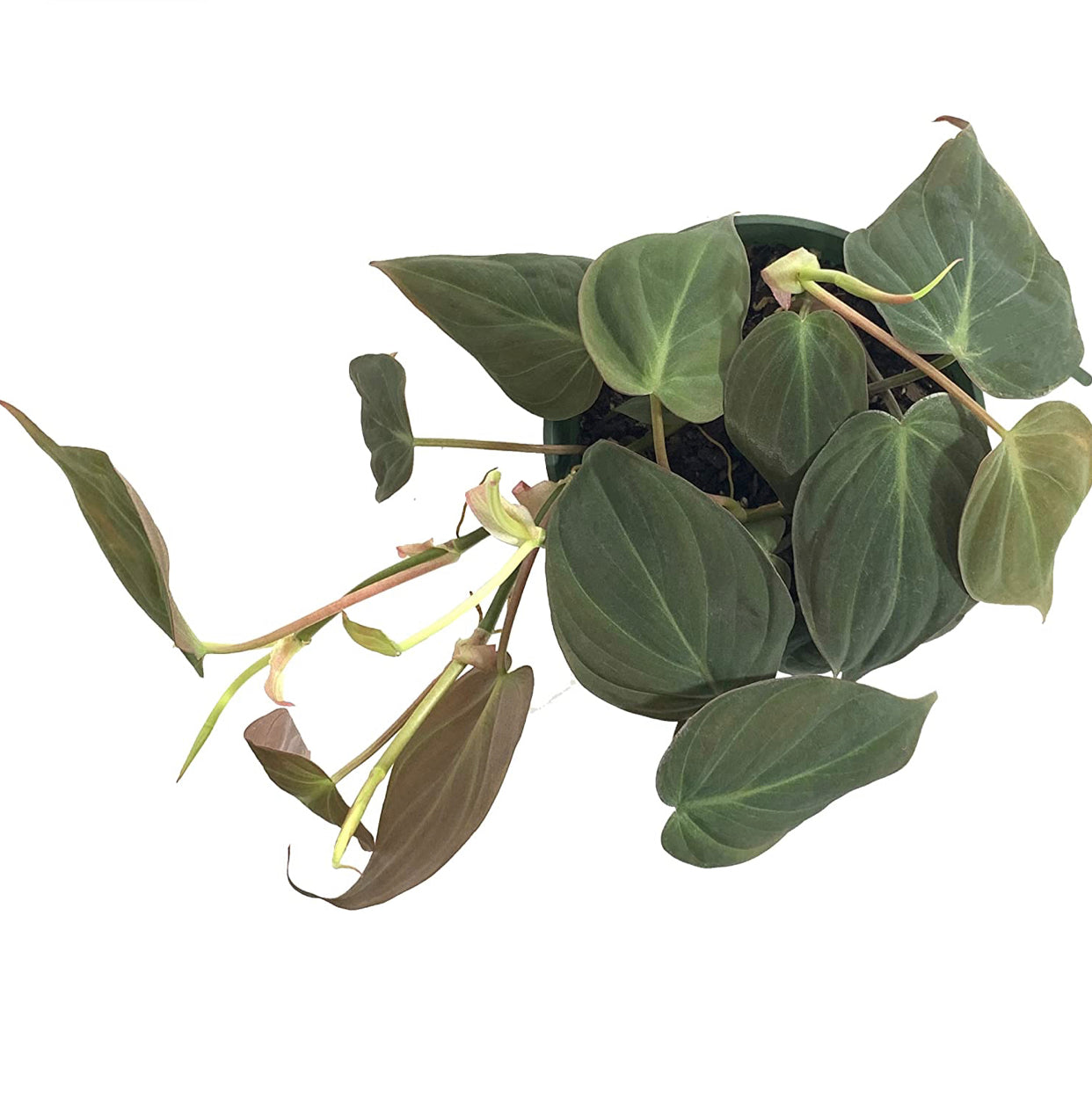 Philodendron Micans (Velvet Leaf Philodendron) Live Indoor Houseplant, 4” Nursery Pot