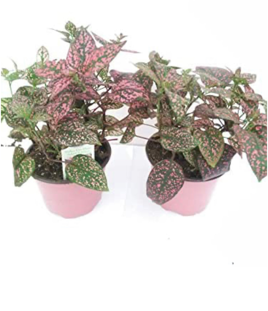 Two Fairy Garden Hypoestes Confetti, Red Polka Dot Plant Only