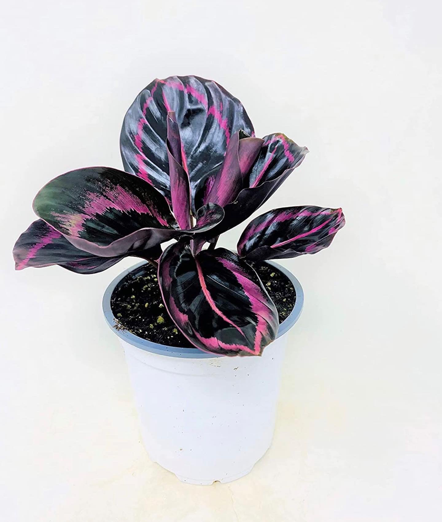 Calathea Dottie - Easy to Care houseplant- 4” Pot