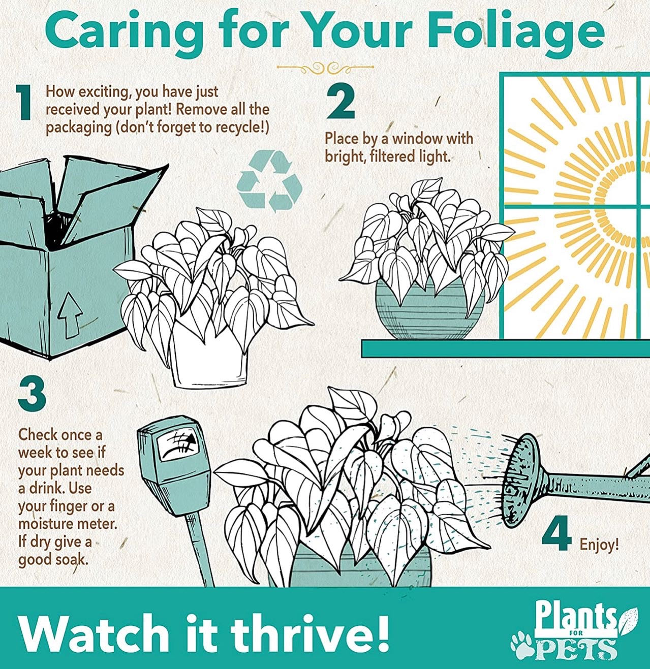 Live variety pack of 4 indoor houseplants