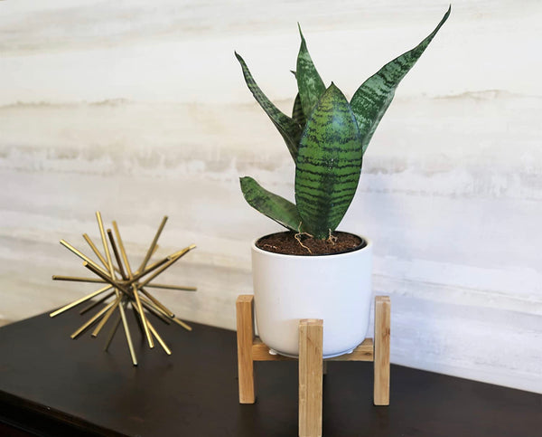 Snake, Sansevieria 4.25-Inch
