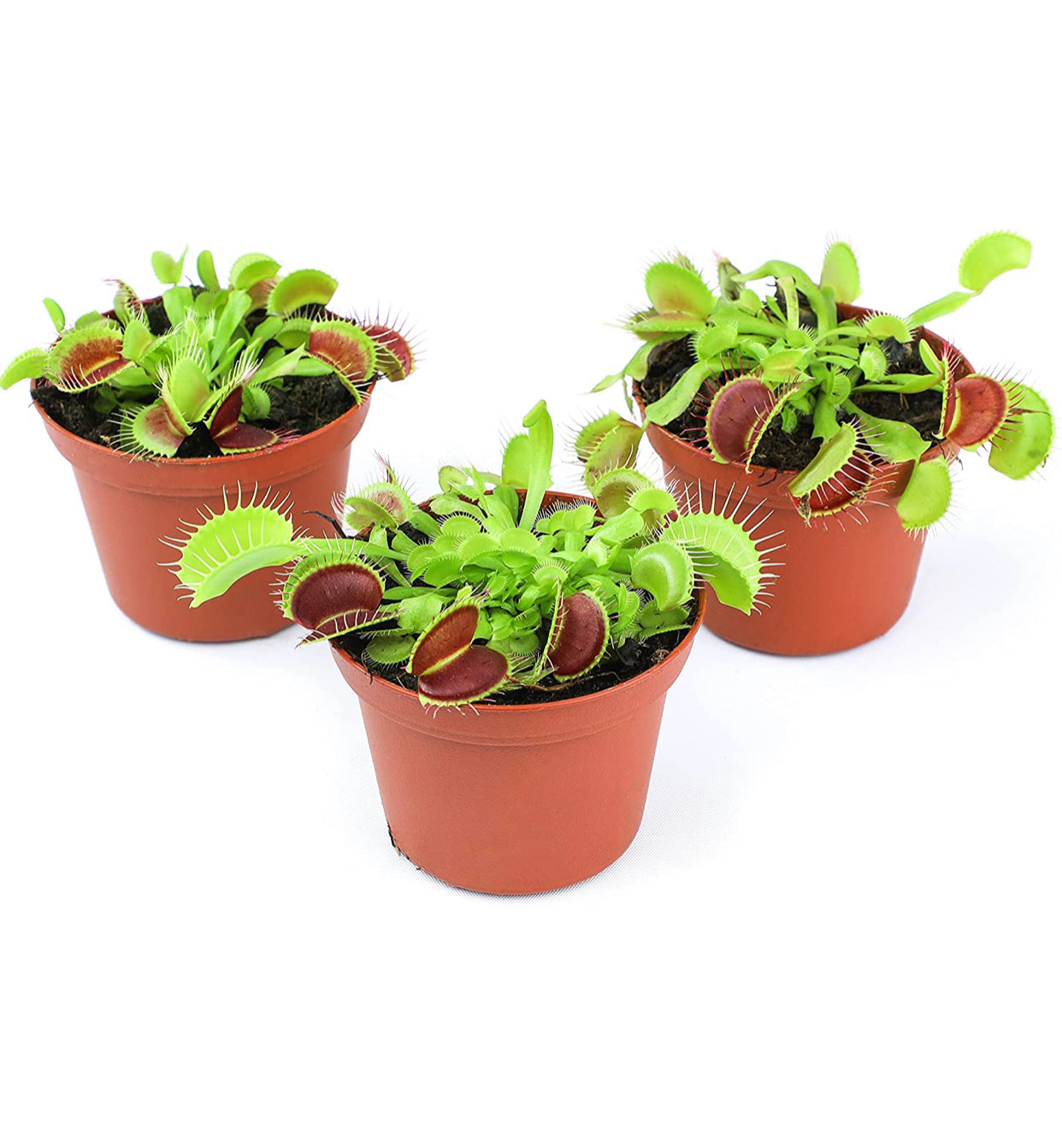 Dionaea Muscipula Venus Fly Trap Plant