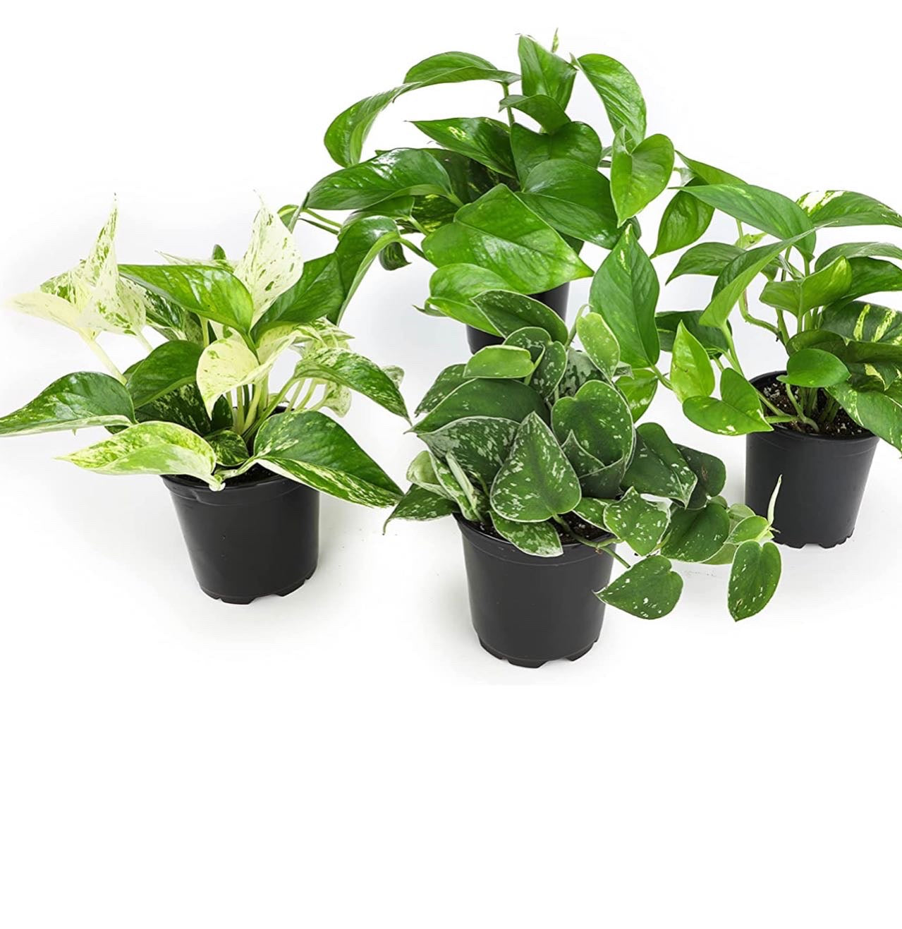 Live variety pack of 4 indoor houseplants