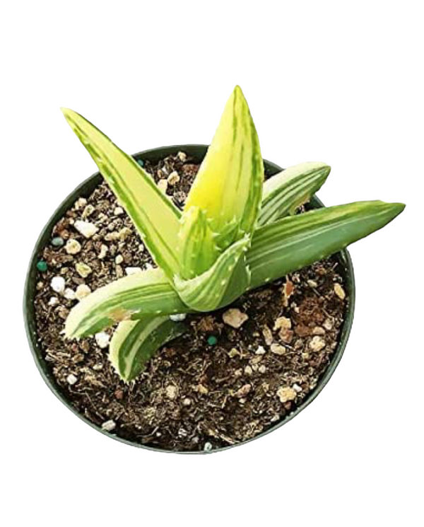 Variegated Aloe Plants Rare Succulent (4 inch)