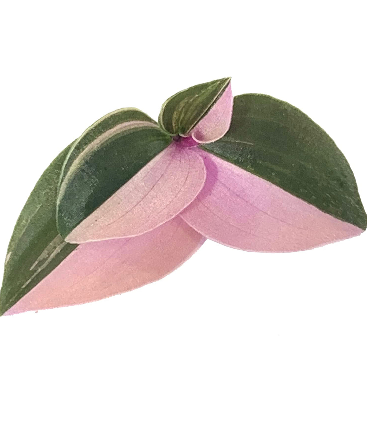 Tradescantia Tricolor 'Pink Princess' (Wandering Dude, Spiderwort) 4” nursery pot.
