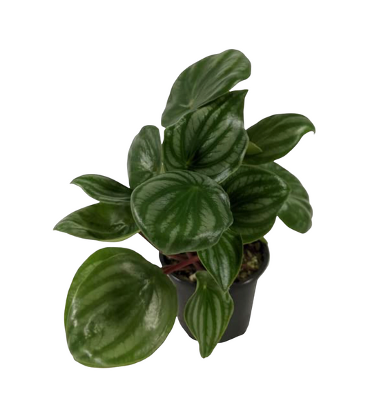 Watermelon Peperomia (Peperomia argyreia) Live Indoor Houseplant, 4” Nursery Pot