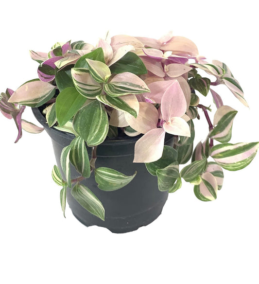 Tradescantia Tricolor 'Pink Princess' (Wandering Dude, Spiderwort) 4” nursery pot.