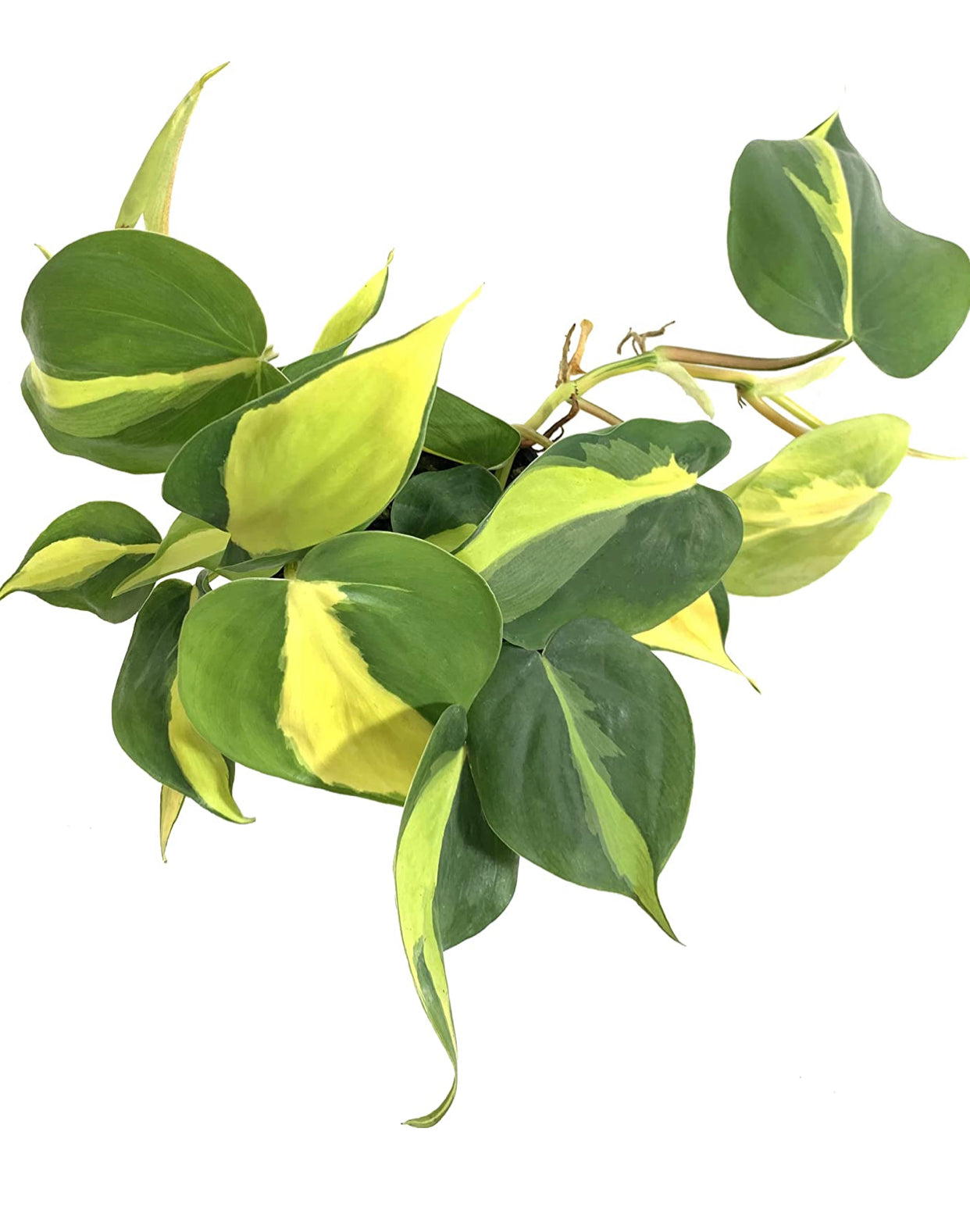 Philodendron Brasil (Philodendron hederaceum) Live Indoor Houseplant, 4” Nursery Pot