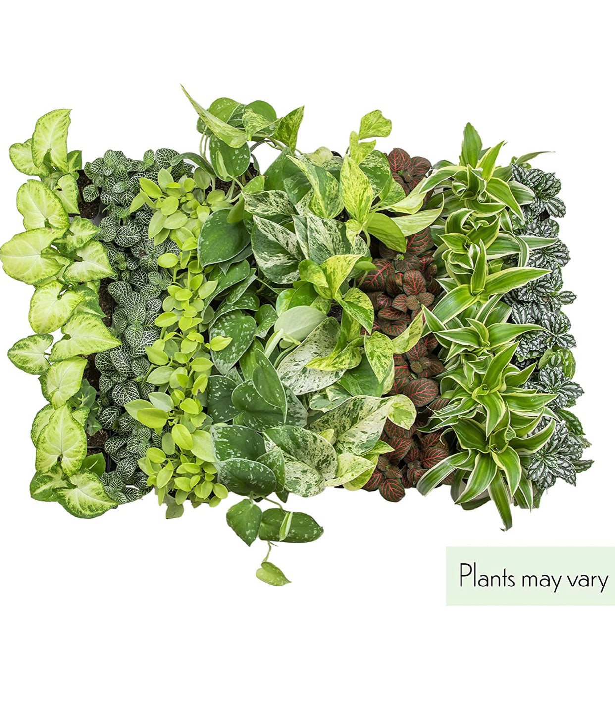 Easy to Grow Houseplants (6 Pack). *Plants may vary.*