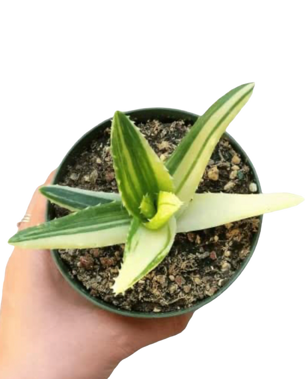 Variegated Aloe Plants Rare Succulent (4 inch)
