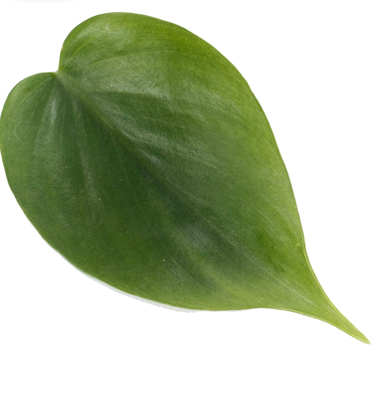 Cordatum Green (Philodendron cordatum, Heartleaf Philodendron), Live Indoor Houseplant, 8” Nursery Pot