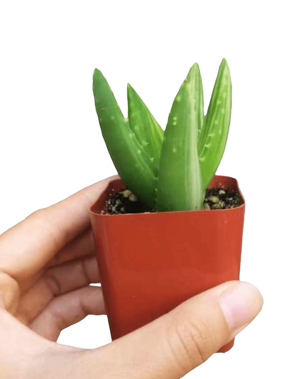 Variegated Aloe Plants Rare Succulent (4 inch)