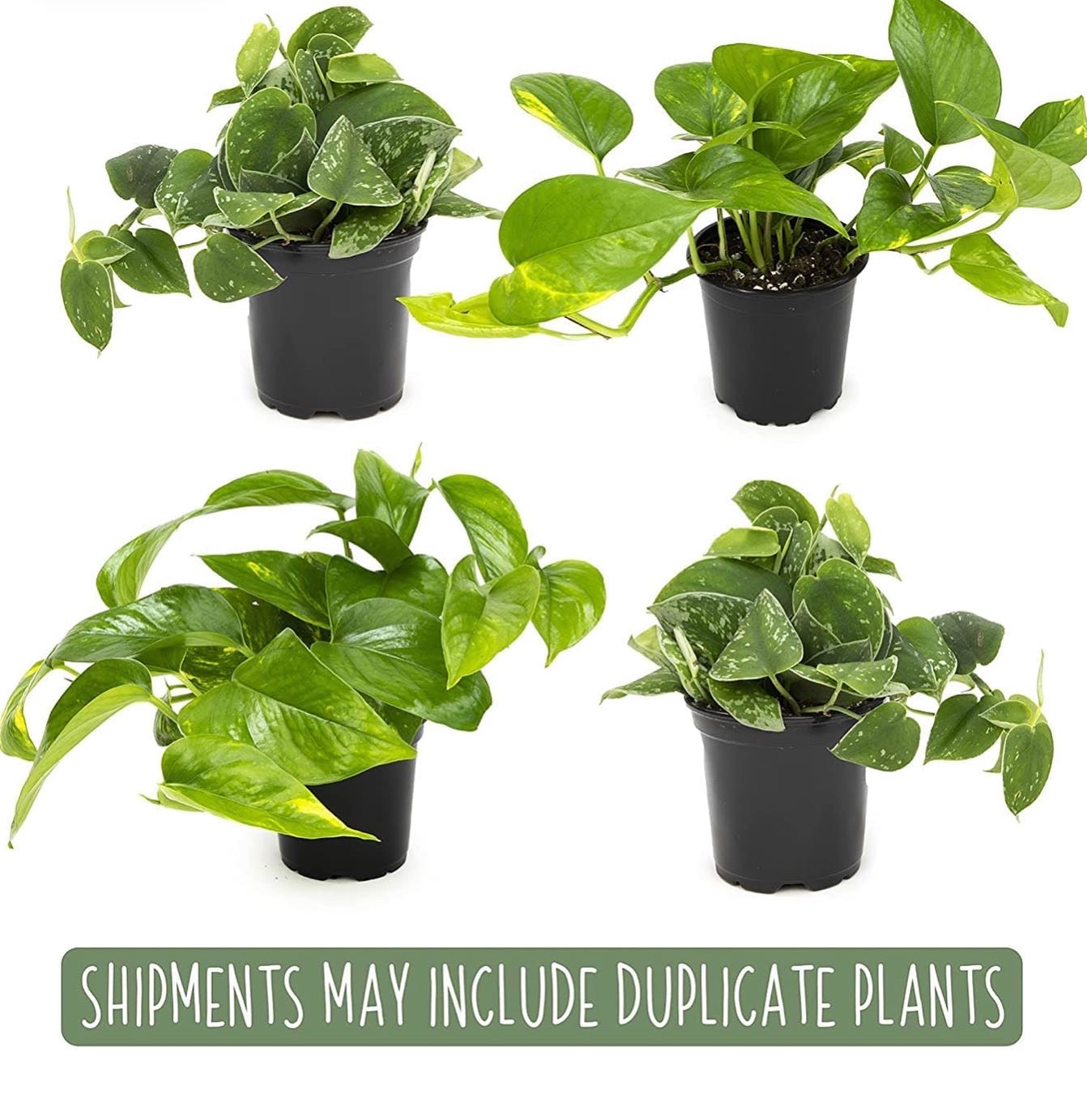 Live variety pack of 4 indoor houseplants