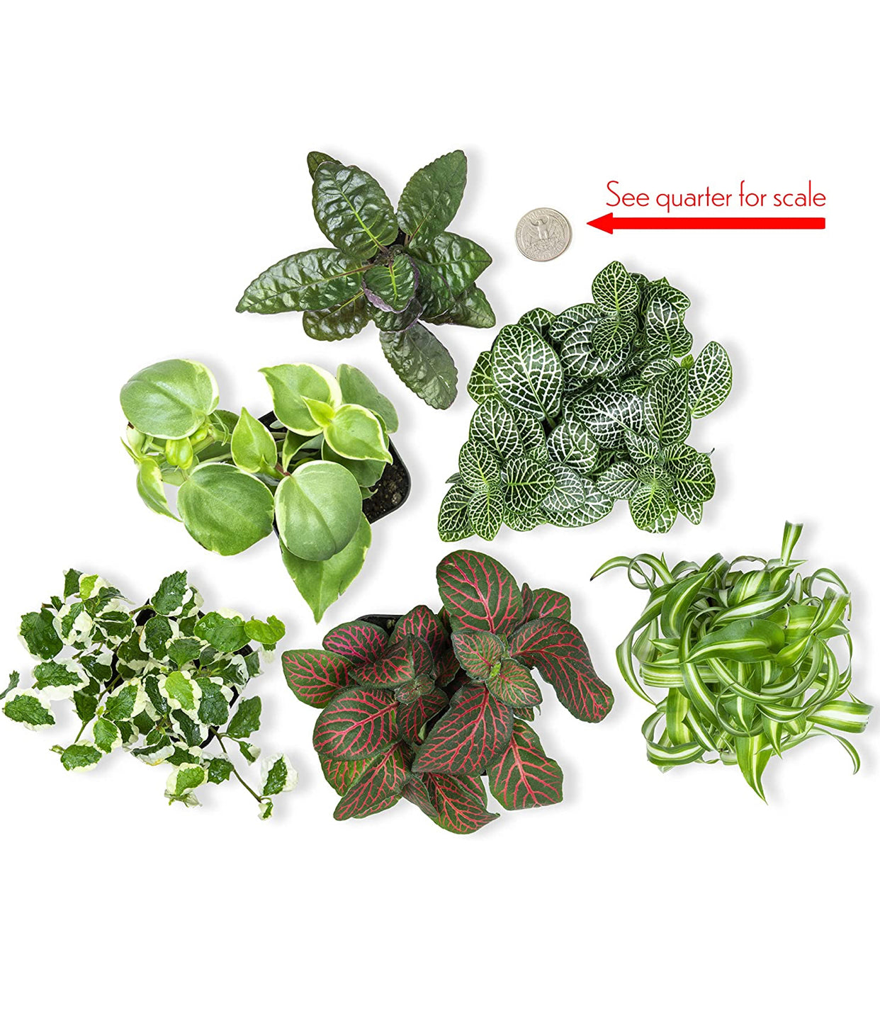 Easy to Grow Houseplants (6 Pack). *Plants may vary.*