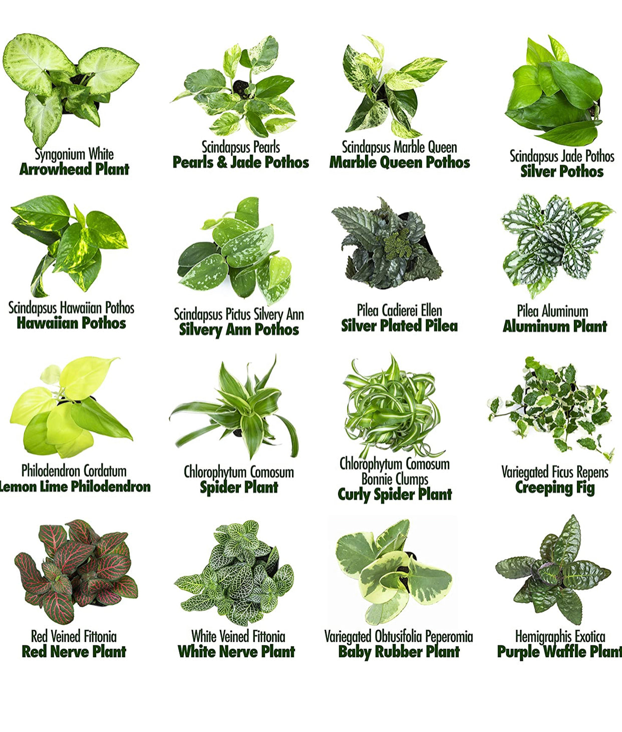 Easy to Grow Houseplants (6 Pack). *Plants may vary.*