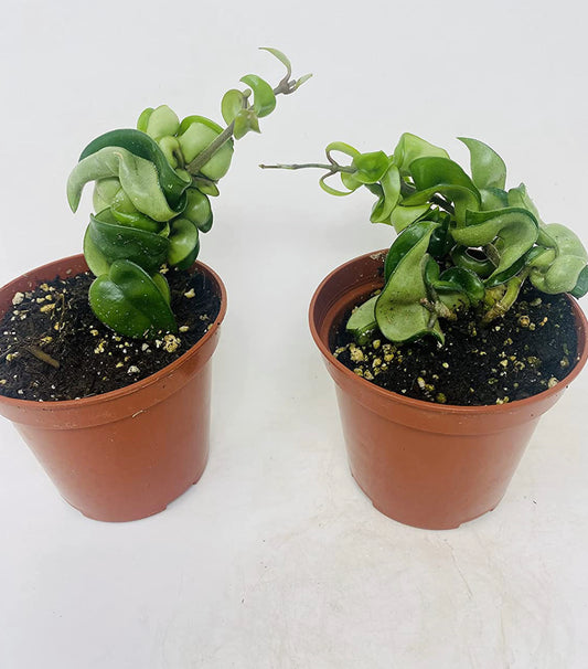 Hindu Indian Rope Plant- Hoya Exotic 4inch Pot (Pack of 2)