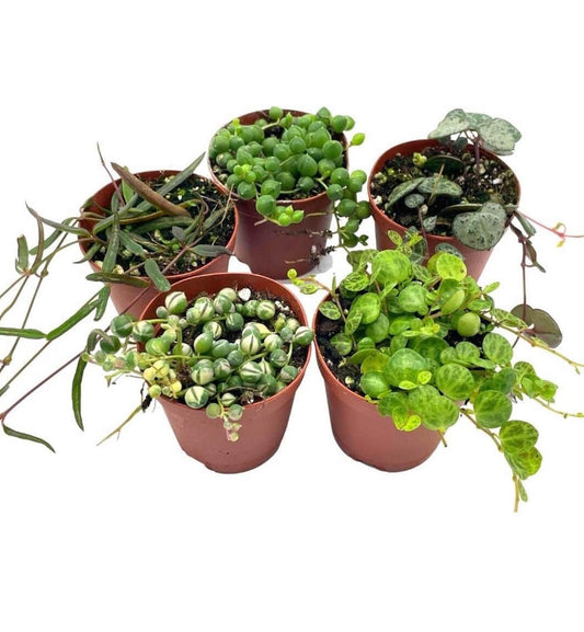 Set of 5: Set, Variegated String of Pearls, Turtles, Hearts, and Needles, Premium Collection, in 2 inch pots