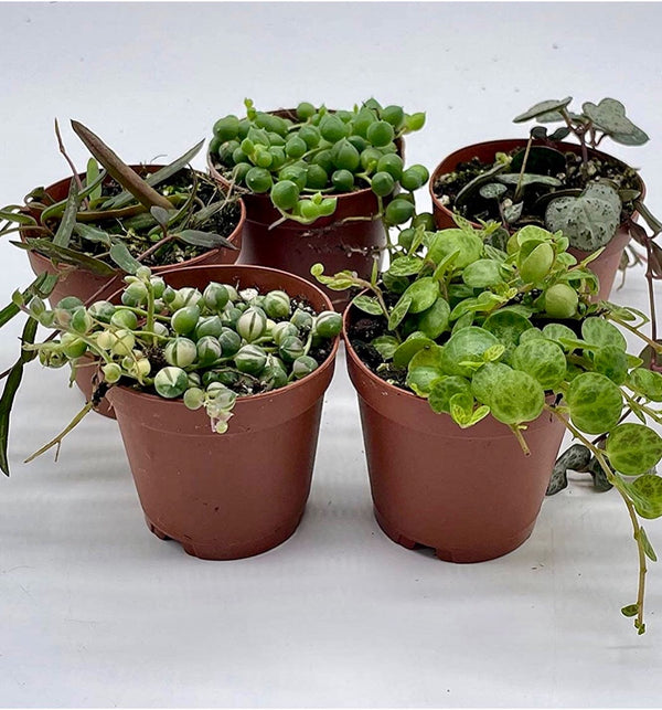 Set of 5: Set, Variegated String of Pearls, Turtles, Hearts, and Needles, Premium Collection, in 2 inch pots
