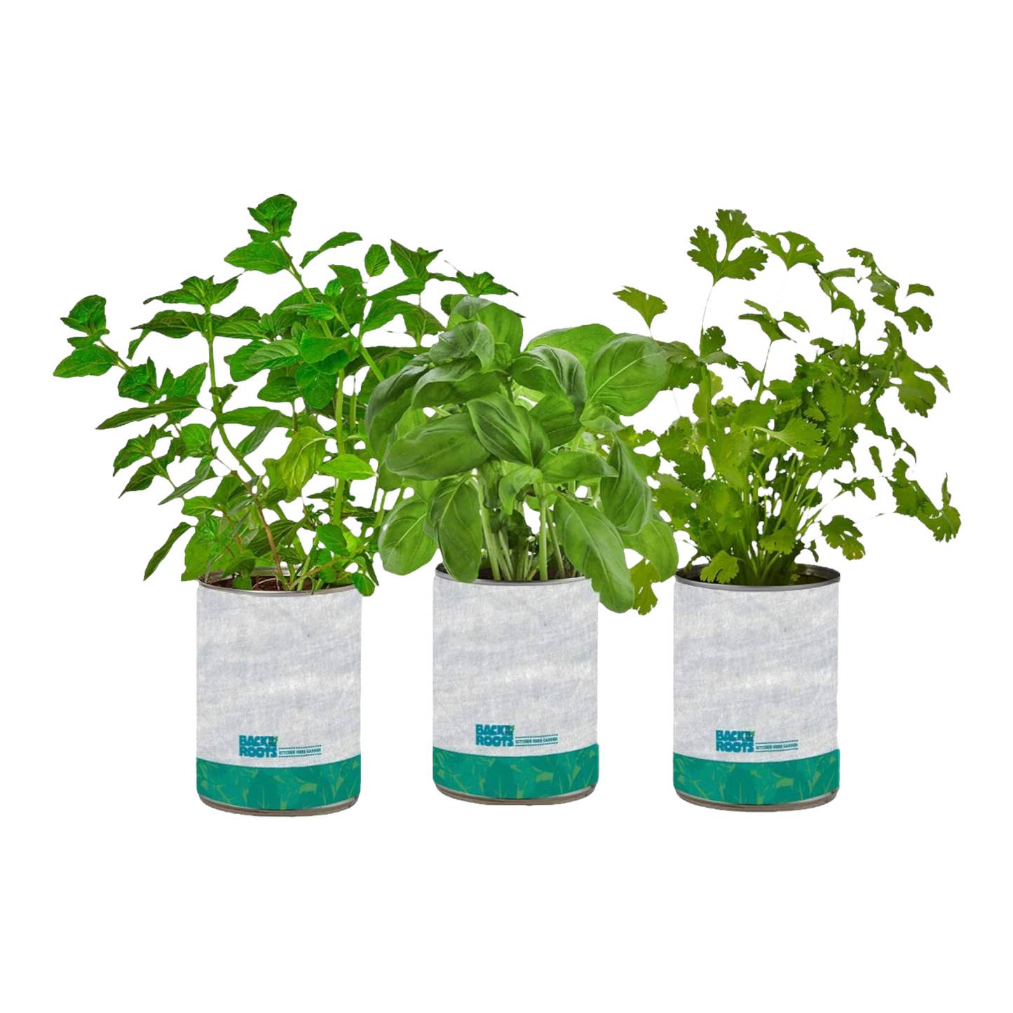 New Kitchen Garden Complete Herb Kit Variety Pack of Basil, Mint, and Cilantro Seeds
