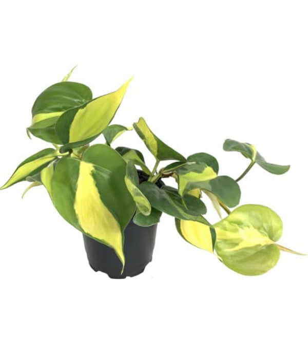 Philodendron Brasil (Philodendron hederaceum) Live Indoor Houseplant, 4” Nursery Pot