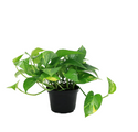 Devil's Ivy Golden Pothos Live Indoor Plant 10-Inches Tall, Grower's Pot