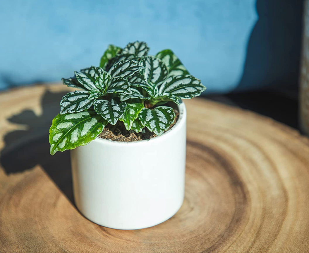 Easy to Grow Houseplants (6 Pack). *Plants may vary.*