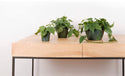 Cordatum Green (Philodendron cordatum, Heartleaf Philodendron), Live Indoor Houseplant, 8” Nursery Pot