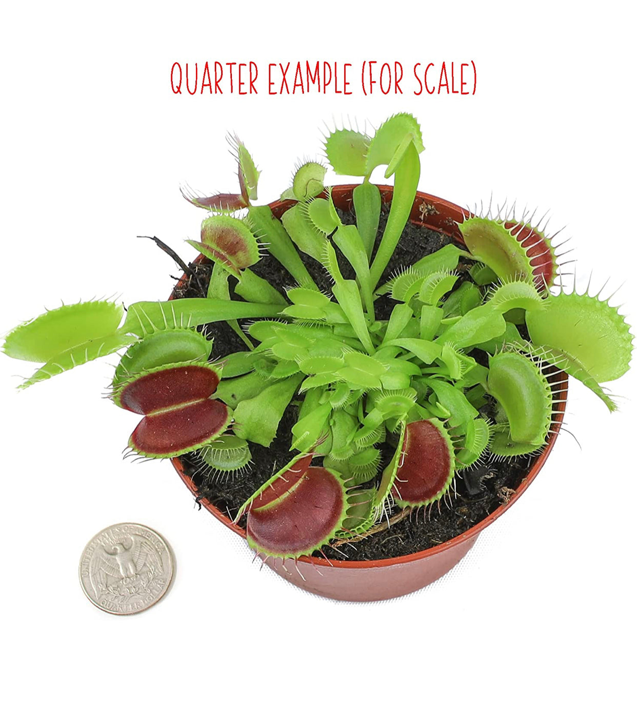 Dionaea Muscipula Venus Fly Trap Plant