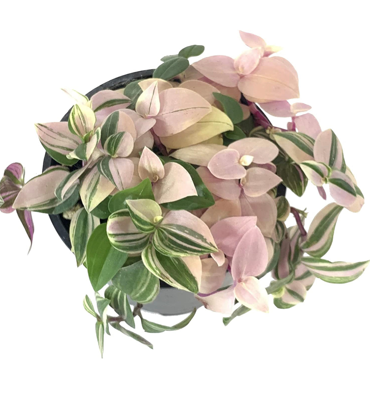 Tradescantia Tricolor 'Pink Princess' (Wandering Dude, Spiderwort) 4” nursery pot.
