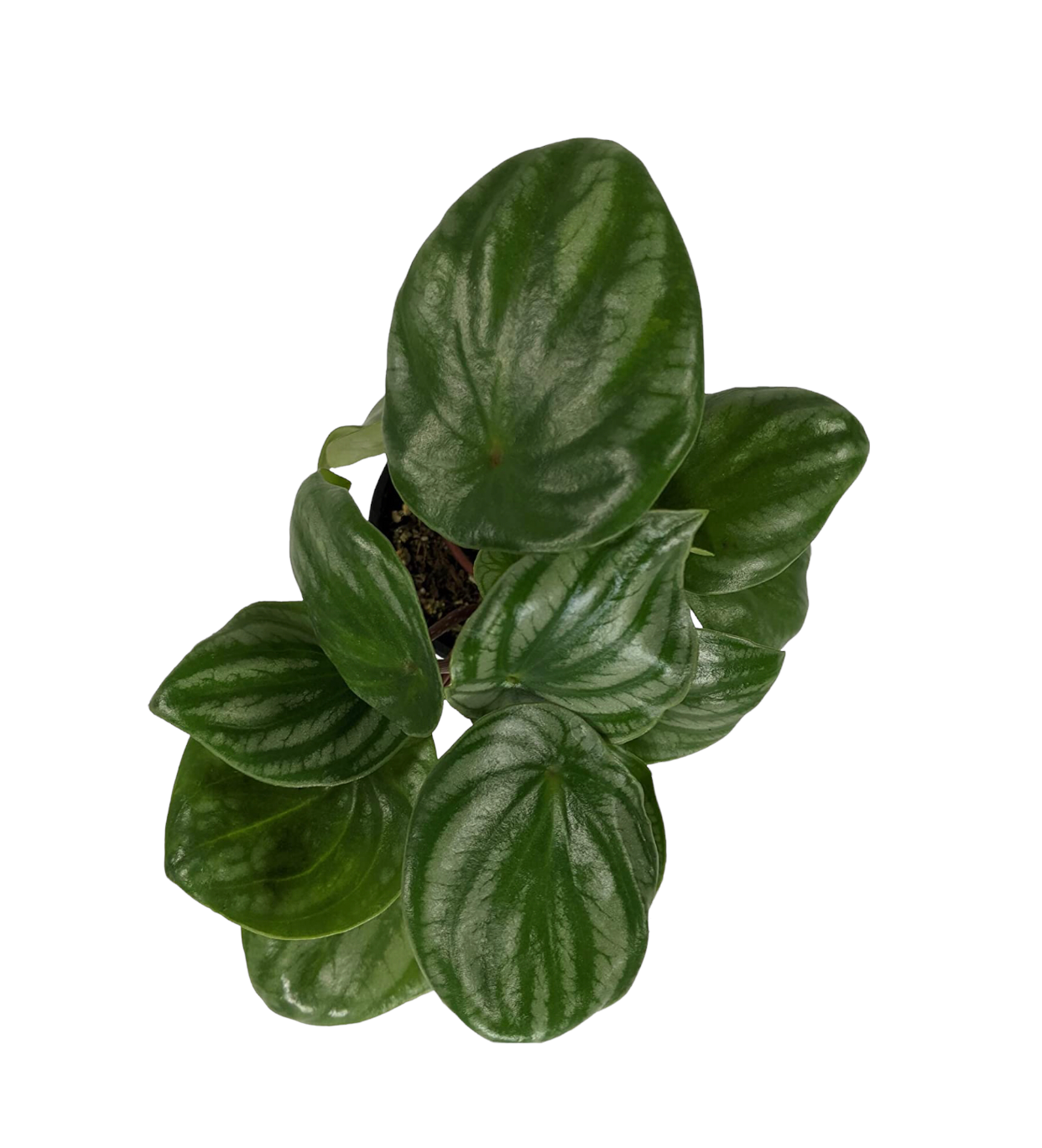 Watermelon Peperomia (Peperomia argyreia) Live Indoor Houseplant, 4” Nursery Pot