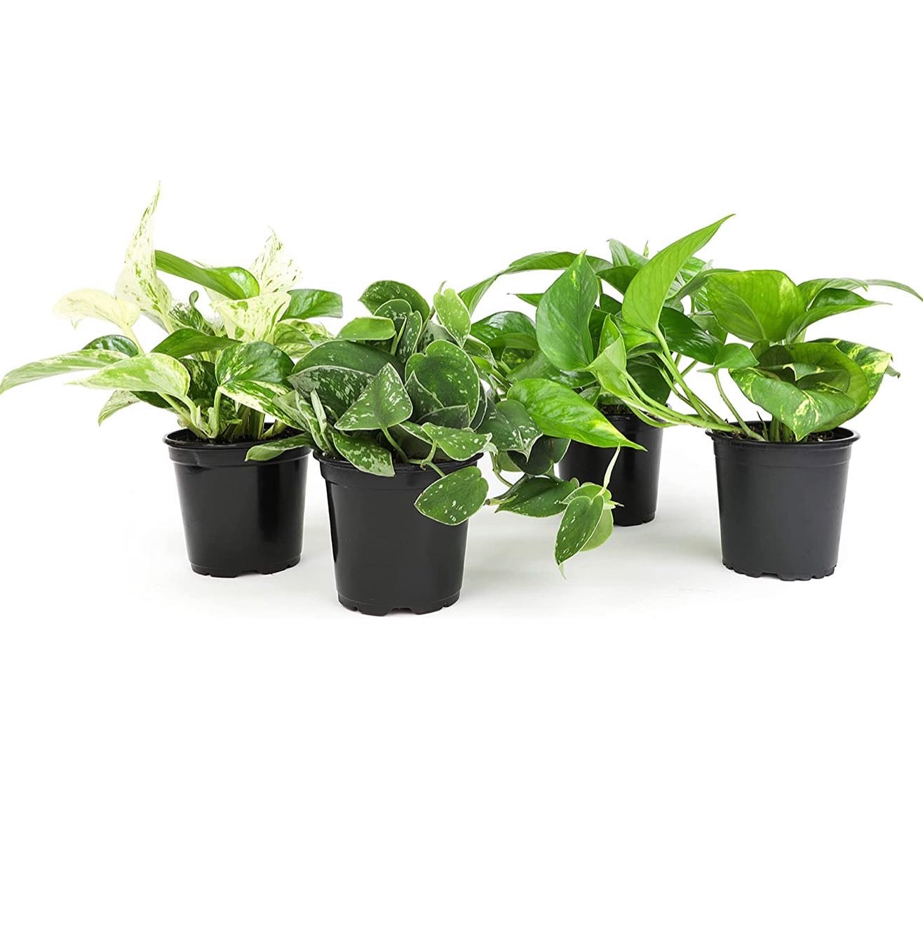 Live variety pack of 4 indoor houseplants