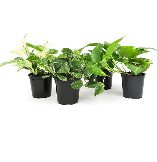 Live variety pack of 4 indoor houseplants