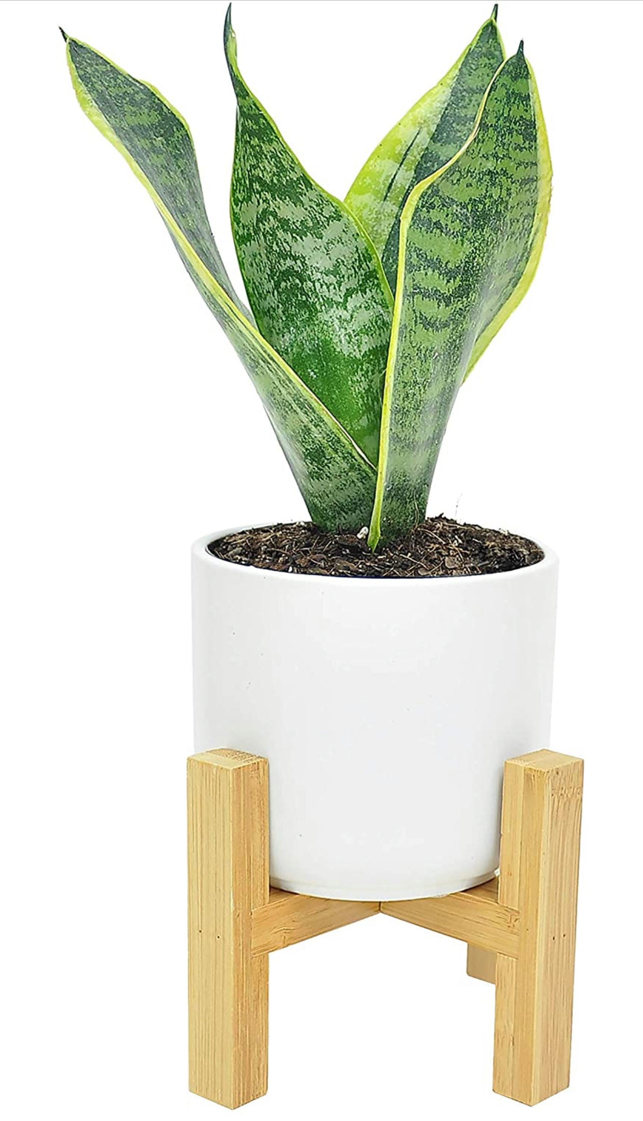 Snake, Sansevieria 4.25-Inch