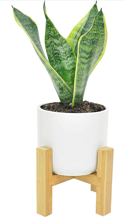 Snake, Sansevieria 4.25-Inch