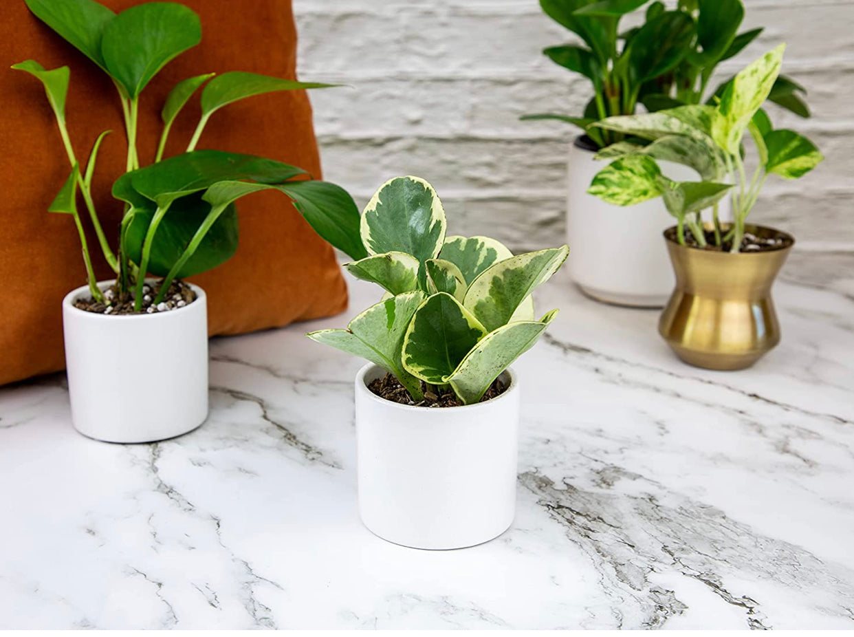 Easy to Grow Houseplants (6 Pack). *Plants may vary.*