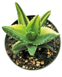 Variegated Aloe Plants Rare Succulent (4 inch)