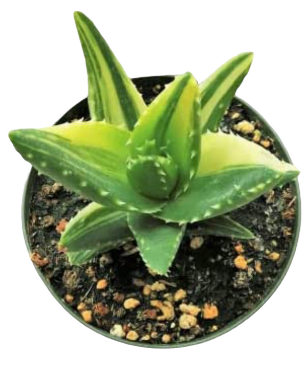 Variegated Aloe Plants Rare Succulent (4 inch)