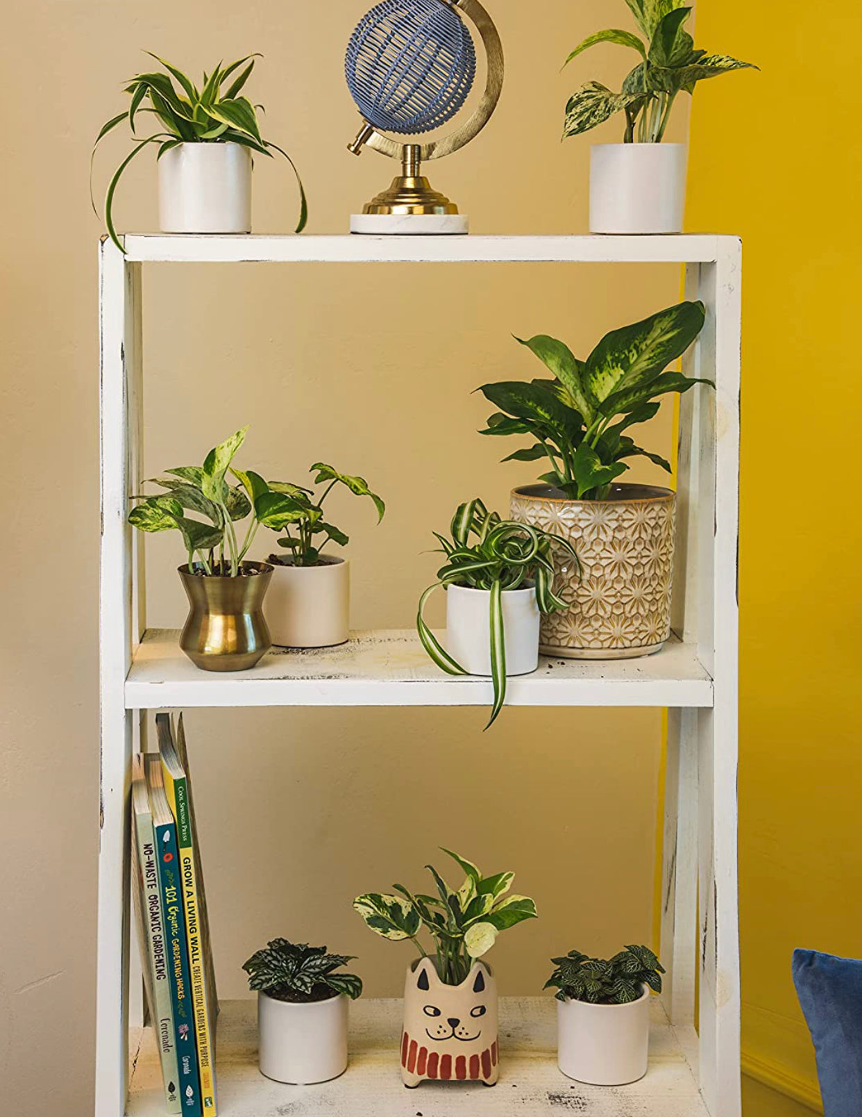Easy to Grow Houseplants (6 Pack). *Plants may vary.*