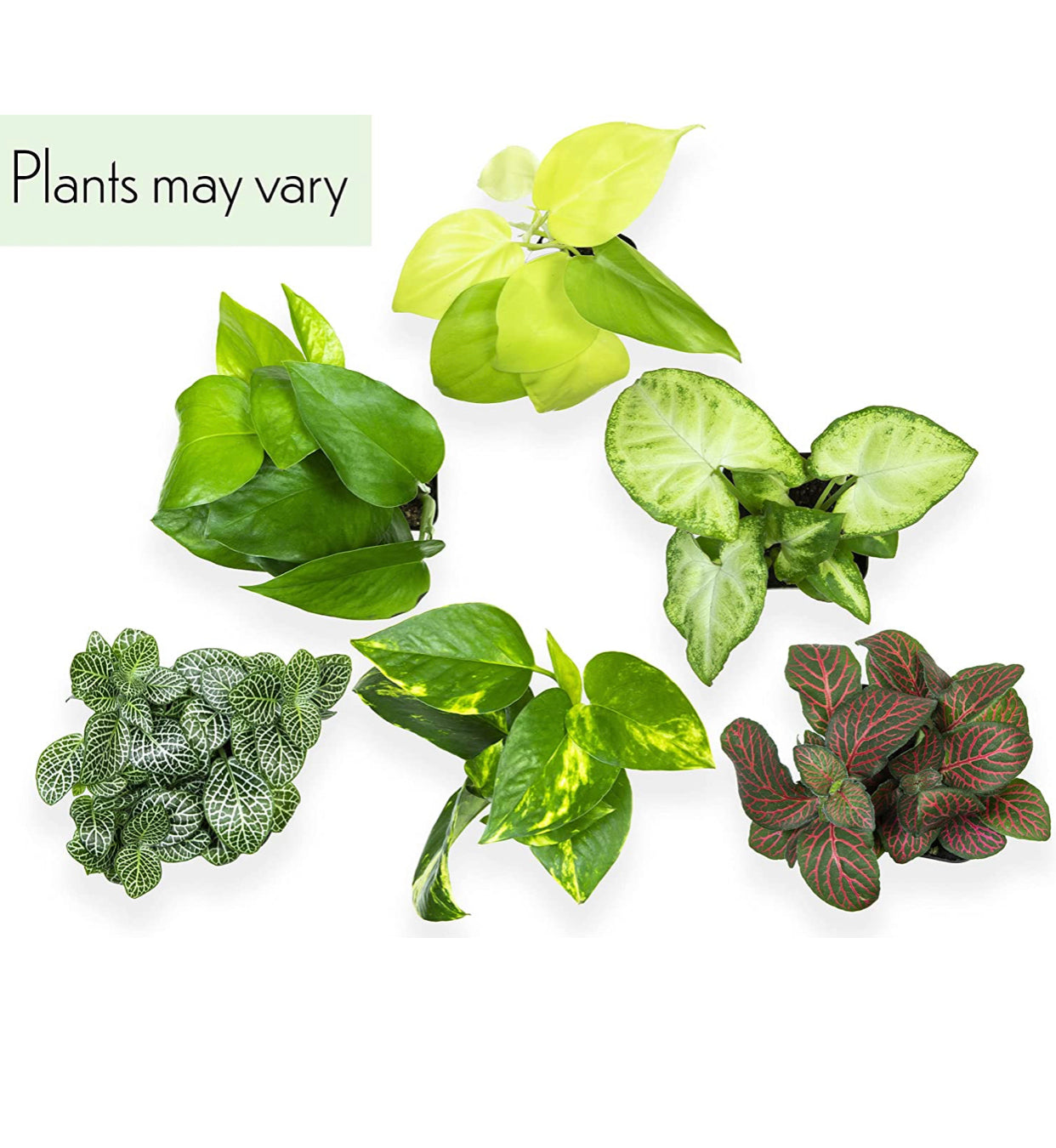 Easy to Grow Houseplants (6 Pack). *Plants may vary.*